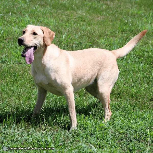 coatsandcolors.com Coat Colors Dog e recessive red