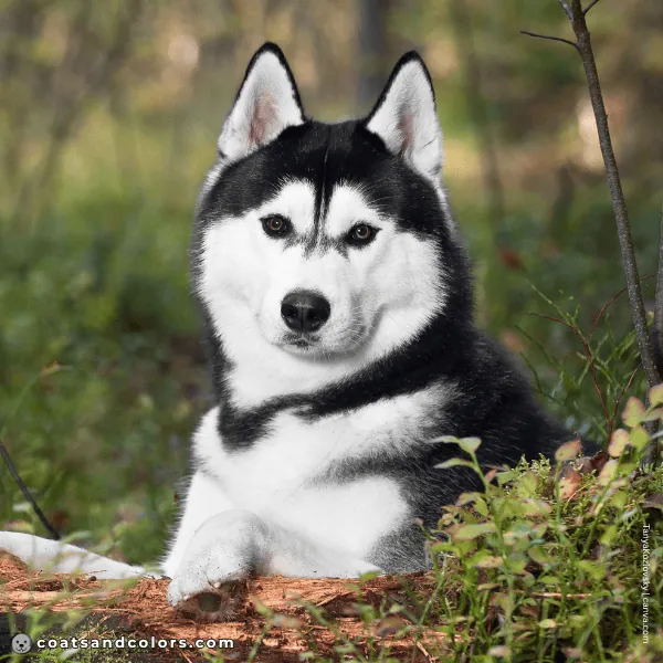 coatsandcolors.com Coat Colors Dog eA domino