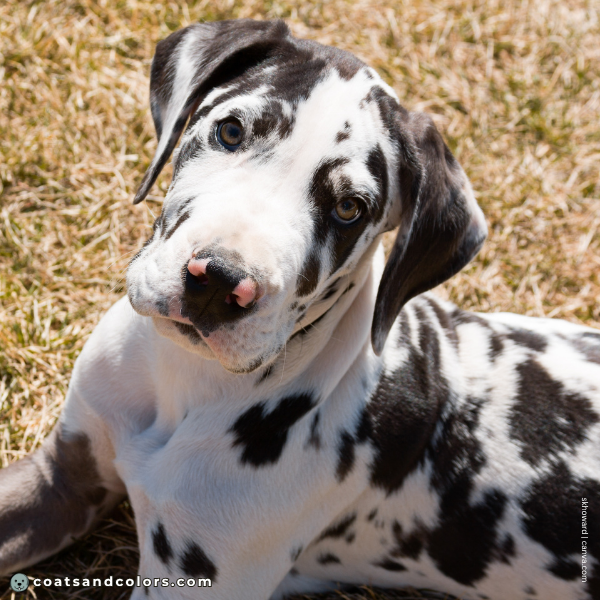 coatsandcolors.com Coat Colors Dog harlequin