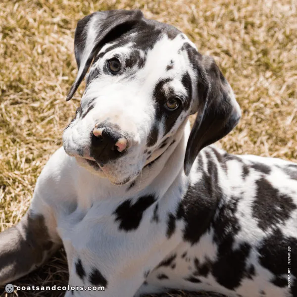 coatsandcolors.com Coat Colors Dog harlequin
