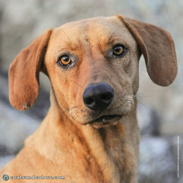 coatsandcolors.com Coat Colors Dog ky normal