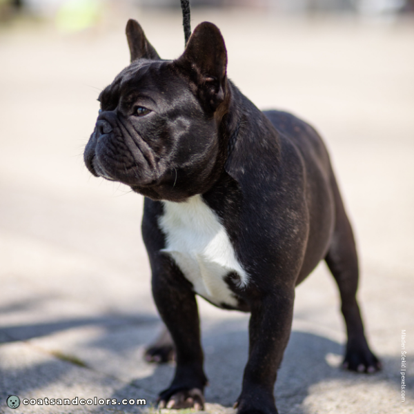 coatsandcolors.com Coat Colors Dog minimal piebald