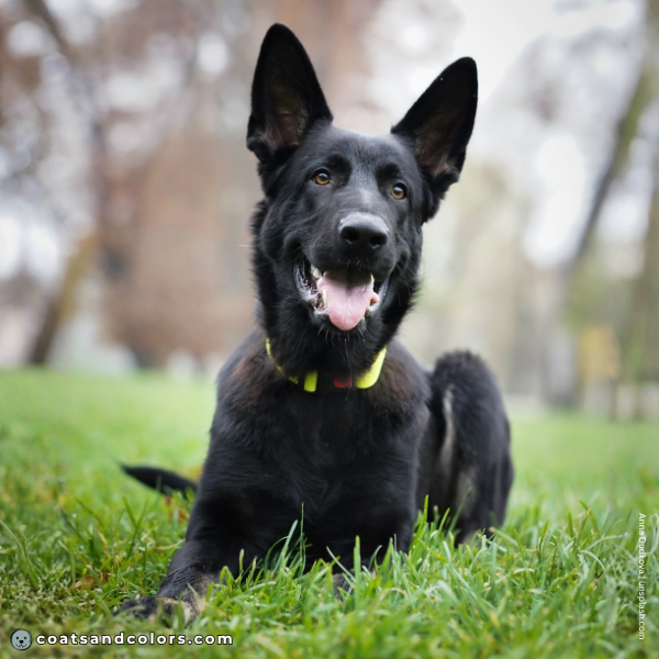 coatsandcolors.com Coat Colors Dog recessive black