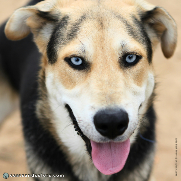 coatsandcolors.com Coat Colors Dog saddle countershading