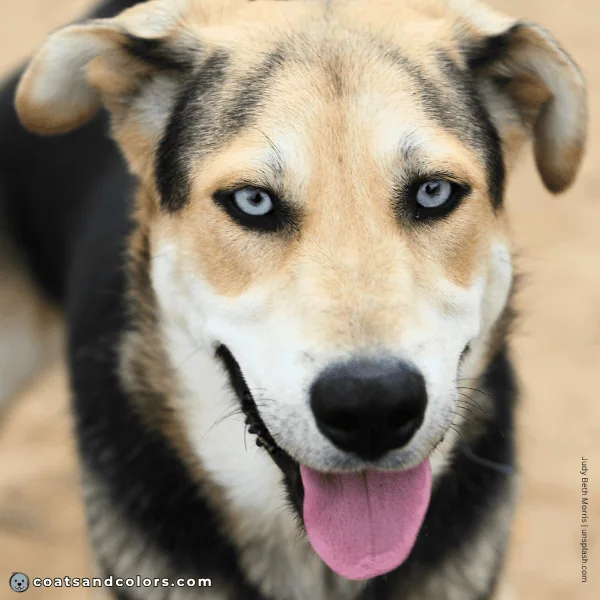 coatsandcolors.com Coat Colors Dog saddle countershading