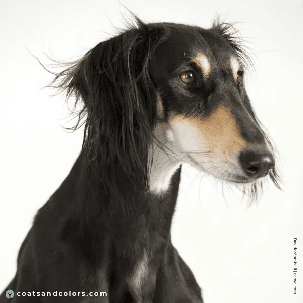 coatsandcolors.com Coat Colors Dog tan point countershading