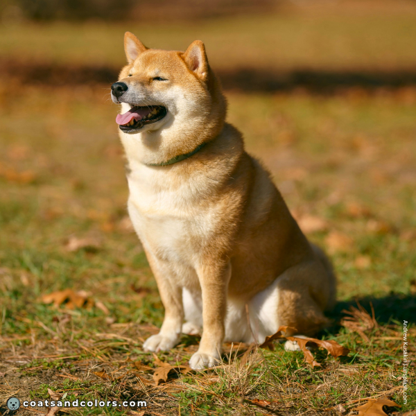 coatsandcolors.com Coat Colors Dog urajiro