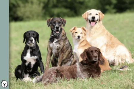 coatsandcolors.com Coat Colors Dog 900x600 1