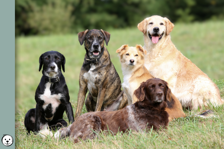 coatsandcolors.com Coat Colors Dog 900x600 1