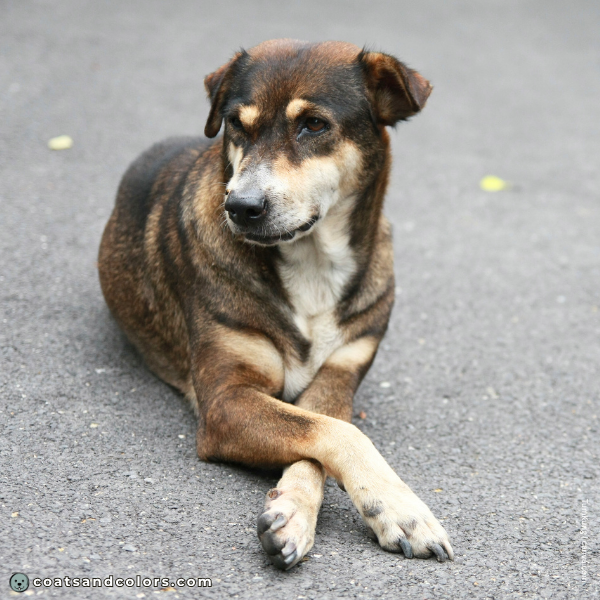 coatsandcolors.com Coat Colors Dog agouti