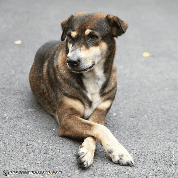 coatsandcolors.com Coat Colors Dog agouti