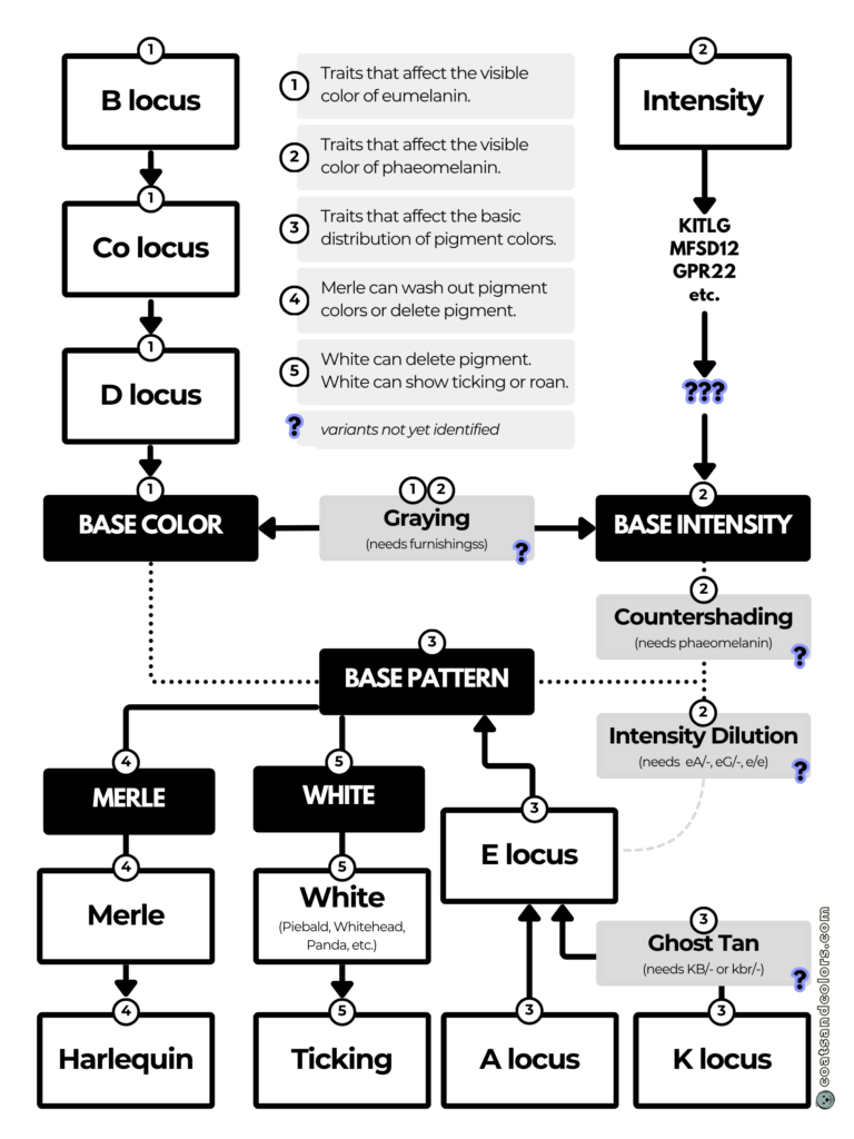 coatsandcolors.com Coat Colors Dog all flowchart traits 2
