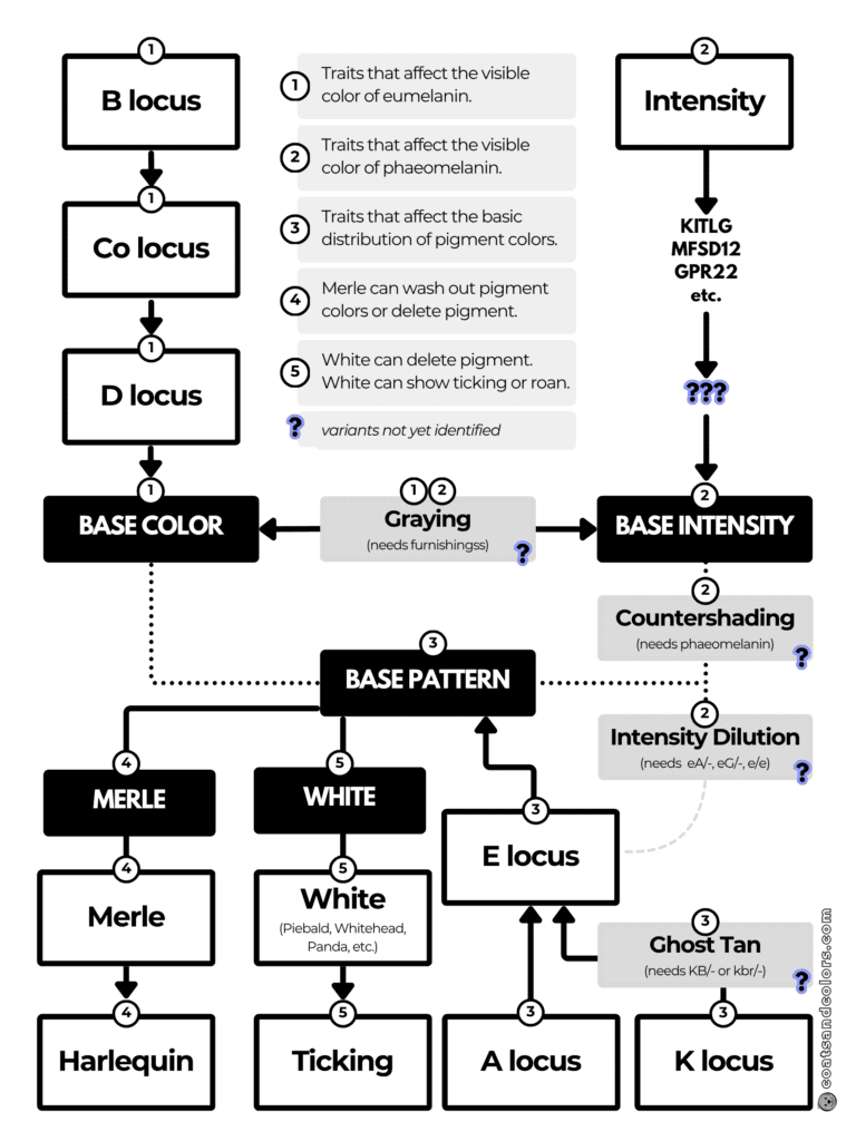 coatsandcolors.com Coat Colors Dog all flowchart traits 2