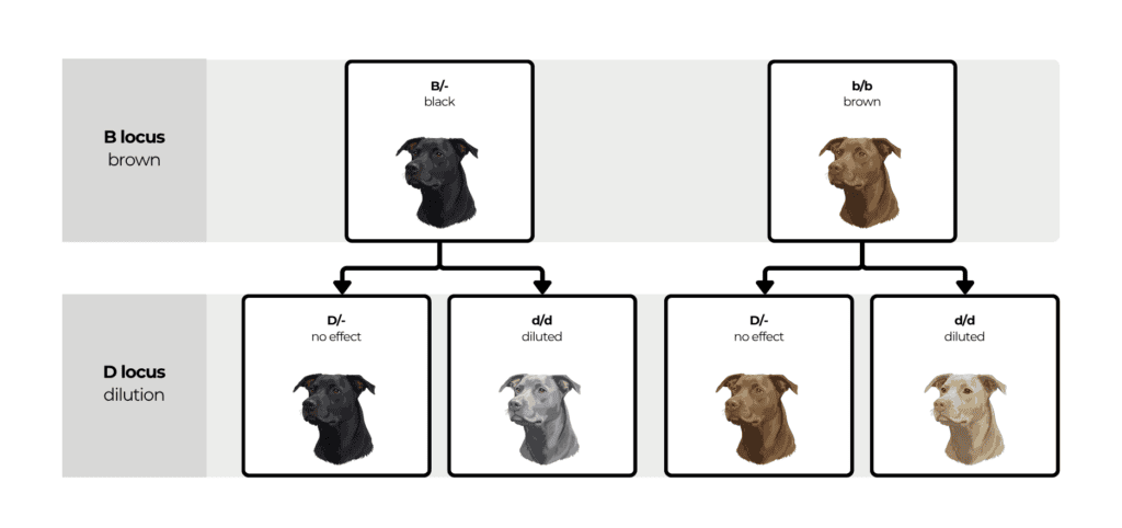 coatsandcolors.com Coat Colors Dog base colors without cocoa 2