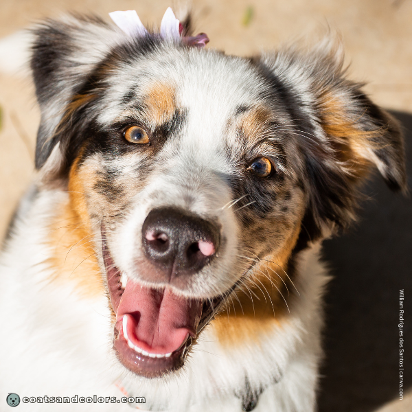 coatsandcolors.com Coat Colors Dog black tri merle