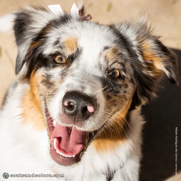 coatsandcolors.com Coat Colors Dog black tri merle