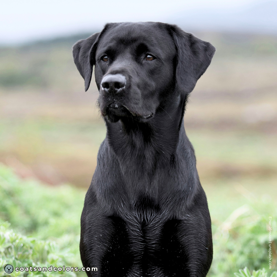 coatsandcolors.com Coat Colors Dog black