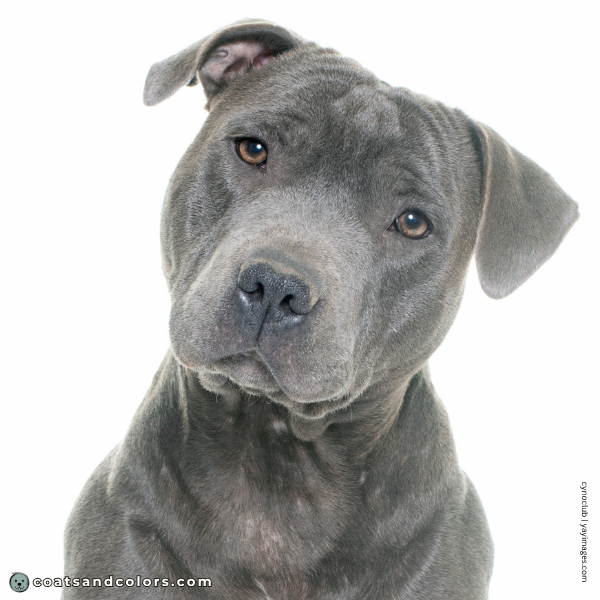 coatsandcolors.com Coat Colors Dog blue diluted black