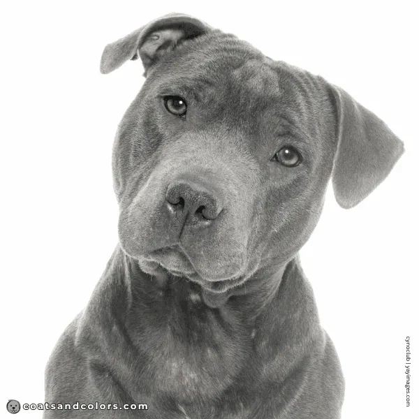 coatsandcolors.com Coat Colors Dog blue diluted black