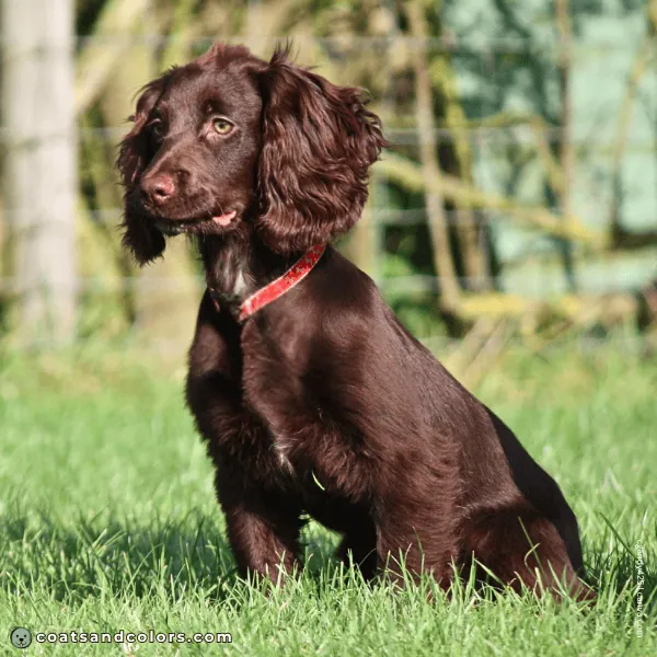 coatsandcolors.com Coat Colors Dog brown bb