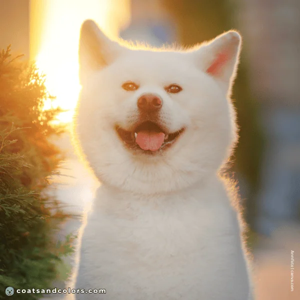 coatsandcolors.com Coat Colors Dog ee white Akita