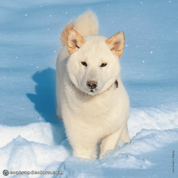 coatsandcolors.com Coat Colors Dog ee white Shiba