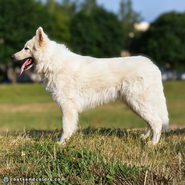 coatsandcolors.com Coat Colors Dog ee white