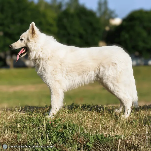 coatsandcolors.com Coat Colors Dog ee white