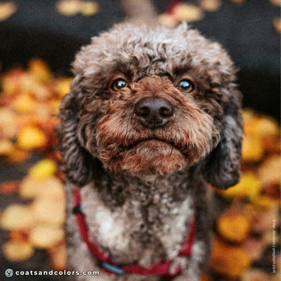 coatsandcolors.com Coat Colors Dog faded brown