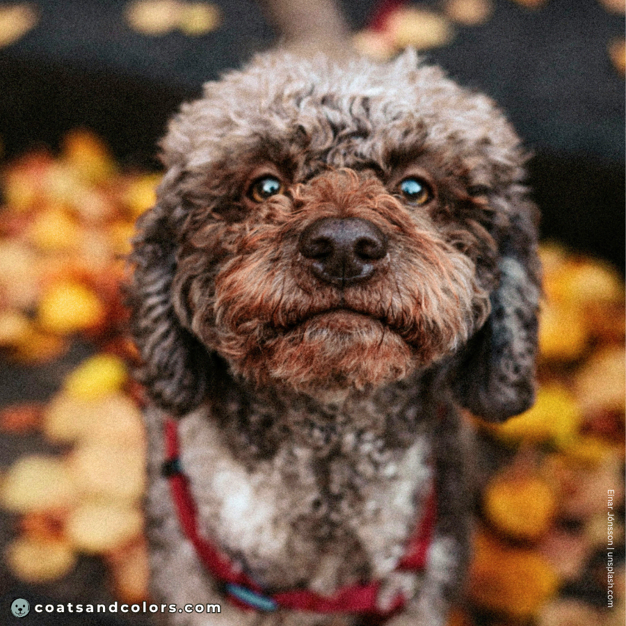 coatsandcolors.com Coat Colors Dog faded brown