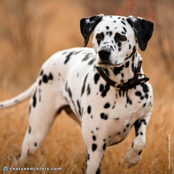 coatsandcolors.com Coat Colors Dog felcking