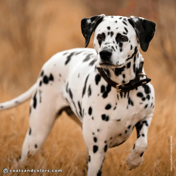 coatsandcolors.com Coat Colors Dog felcking