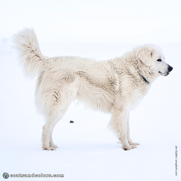 coatsandcolors.com Coat Colors Dog intensity low