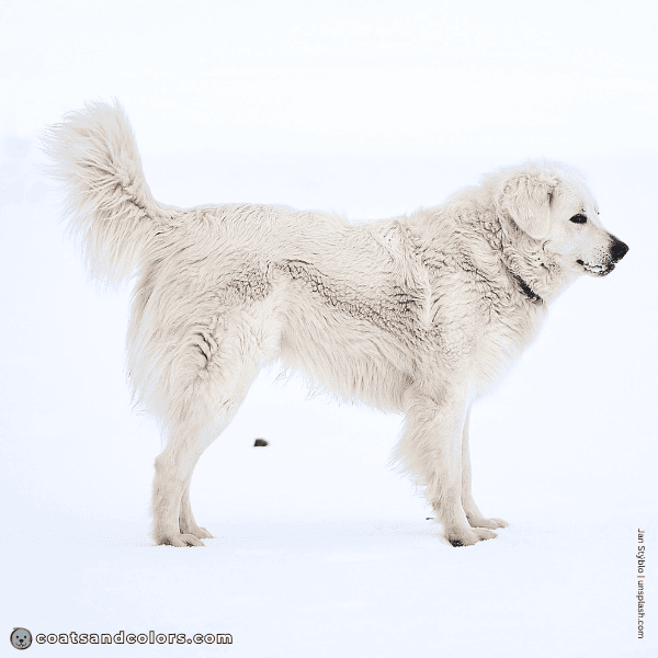 coatsandcolors.com Coat Colors Dog intensity low