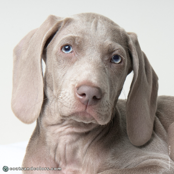 coatsandcolors.com Coat Colors Dog lilac diluted brown