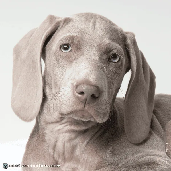 coatsandcolors.com Coat Colors Dog lilac diluted brown