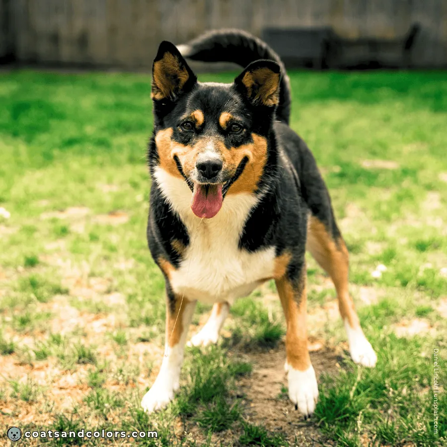 coatsandcolors.com Coat Colors Dog piebald 2