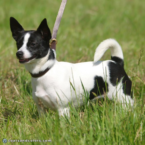 coatsandcolors.com Coat Colors Dog piebald 3