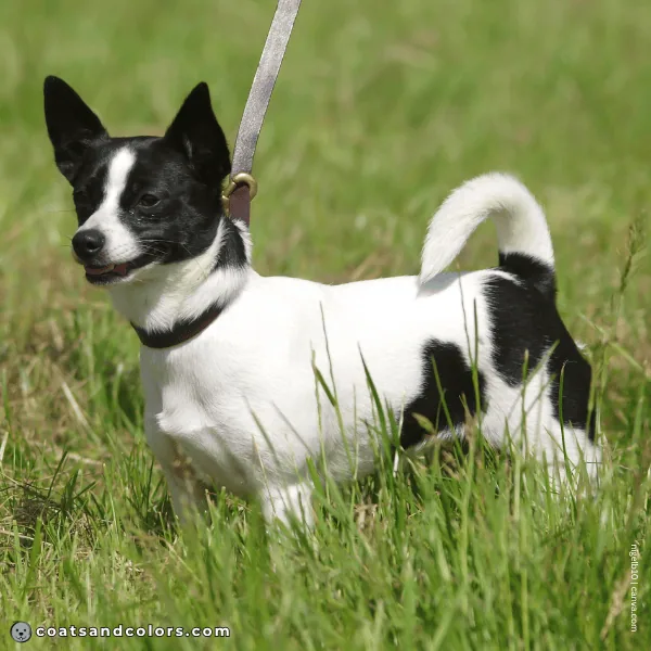 coatsandcolors.com Coat Colors Dog piebald 3