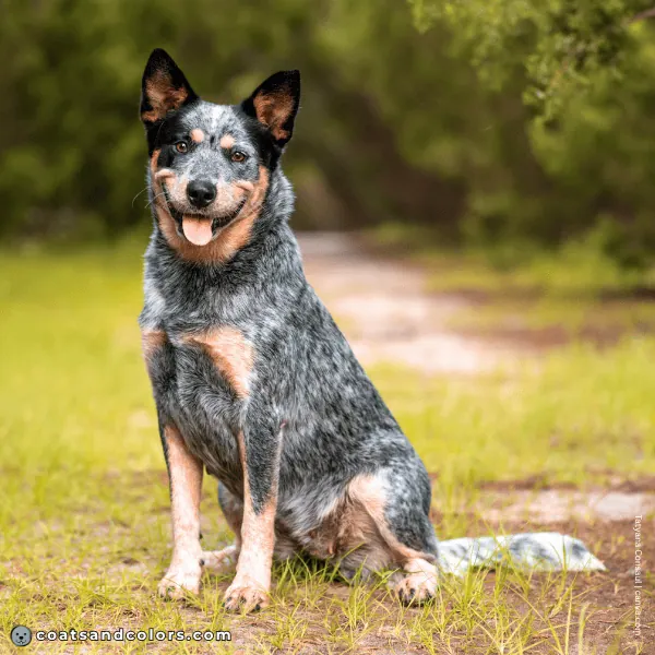 coatsandcolors.com Coat Colors Dog roan