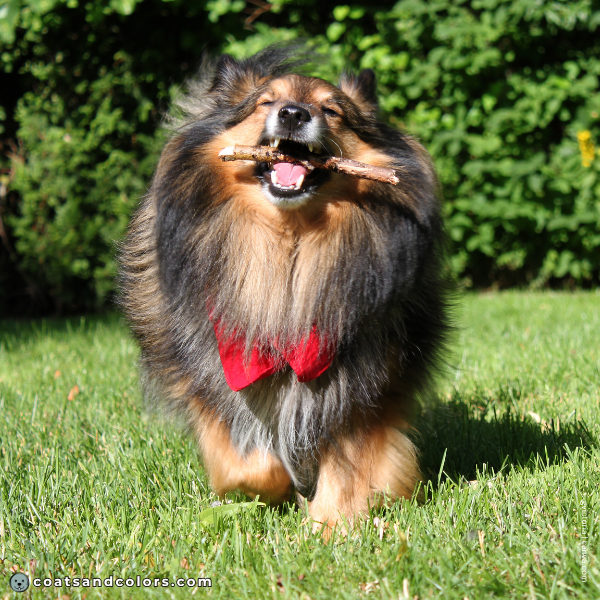 coatsandcolors.com Coat Colors Dog shaded sable