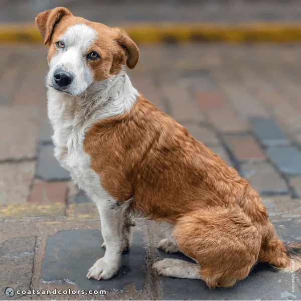 coatsandcolors.com Coat Colors Dog whitehead 1