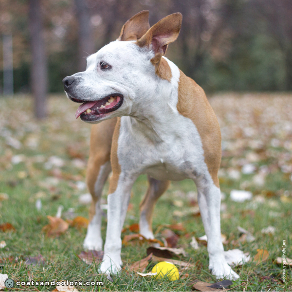 coatsandcolors.com Coat Colors Dog whitehead 3