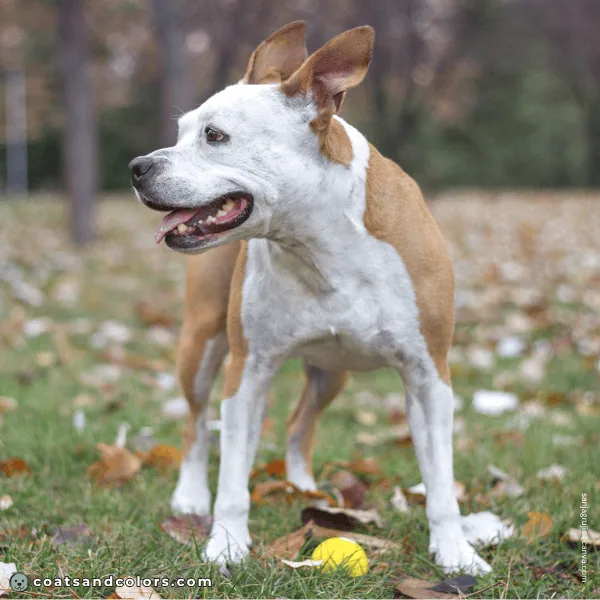 coatsandcolors.com Coat Colors Dog whitehead 3
