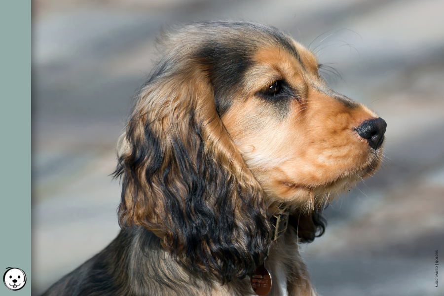 coatsandcolors.com Cocker Sable eH 900x600 1
