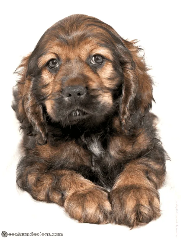 coatsandcolors.com Cocker Sable eH puppy
