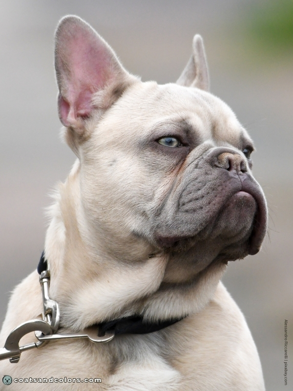 coatsandcolors.com Cocoa Frenchie cocoa mask 2