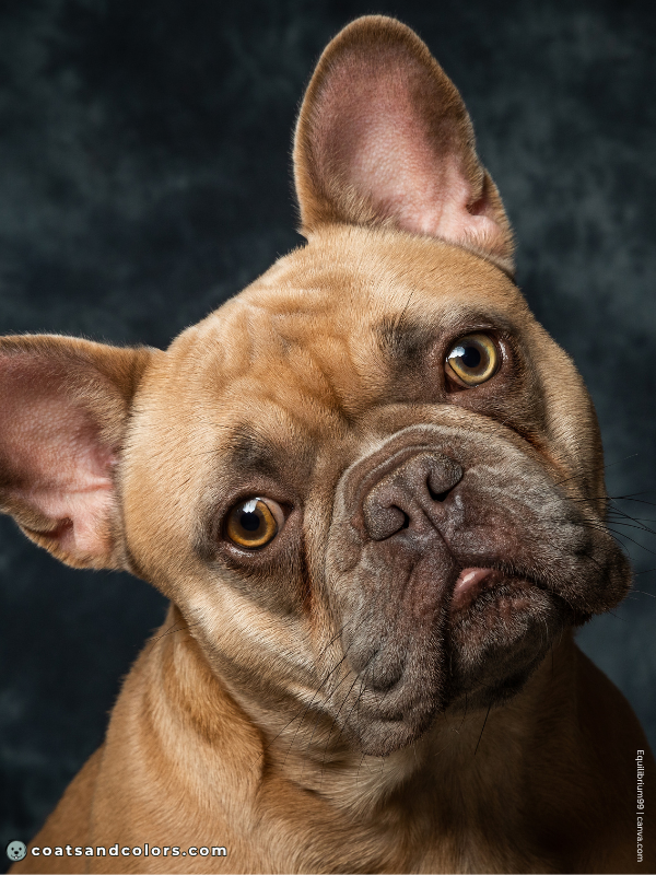 coatsandcolors.com Cocoa Frenchie cocoa mask 3