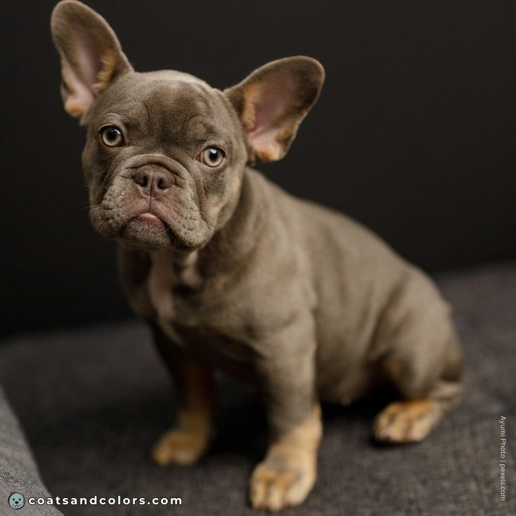 coatsandcolors.com Cocoa Frenchie cocoa tan