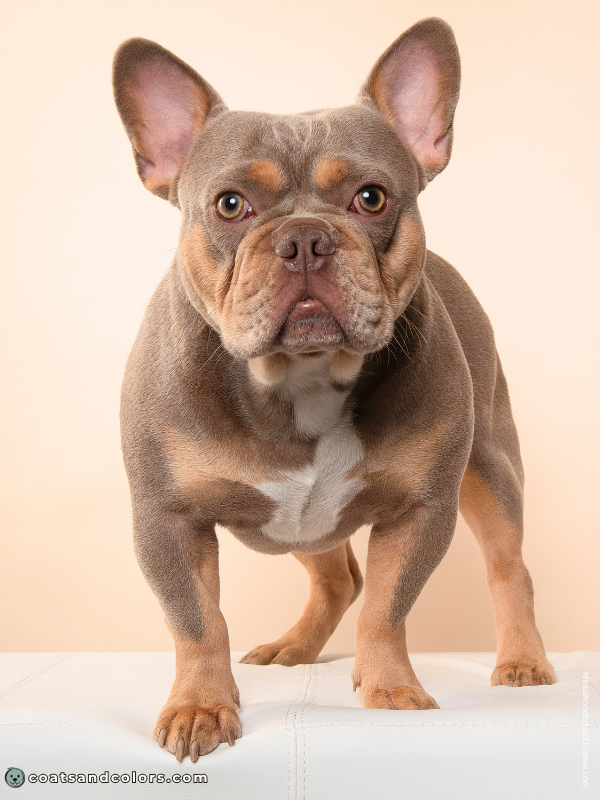 coatsandcolors.com Cocoa Frenchie dilution